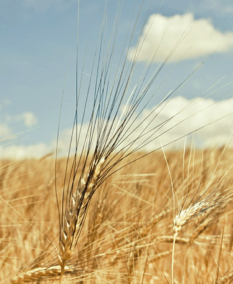 It all starts with wheat